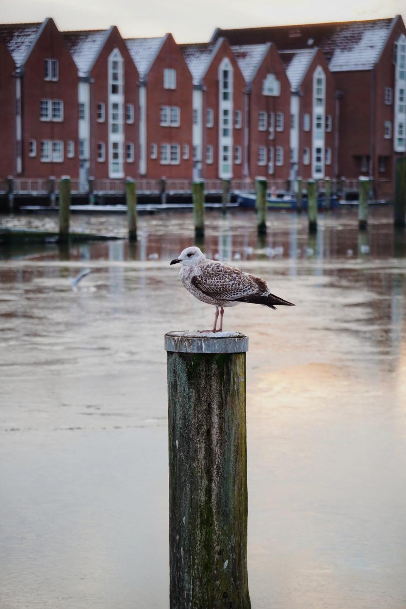 Ferienhus #2 Nordfriesland Apartment Mildstedt Bagian luar foto